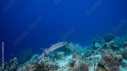 Seascape in turquoise water of coral reef in Caribbean Sea / Curacao with Barracuda, coral and sponge