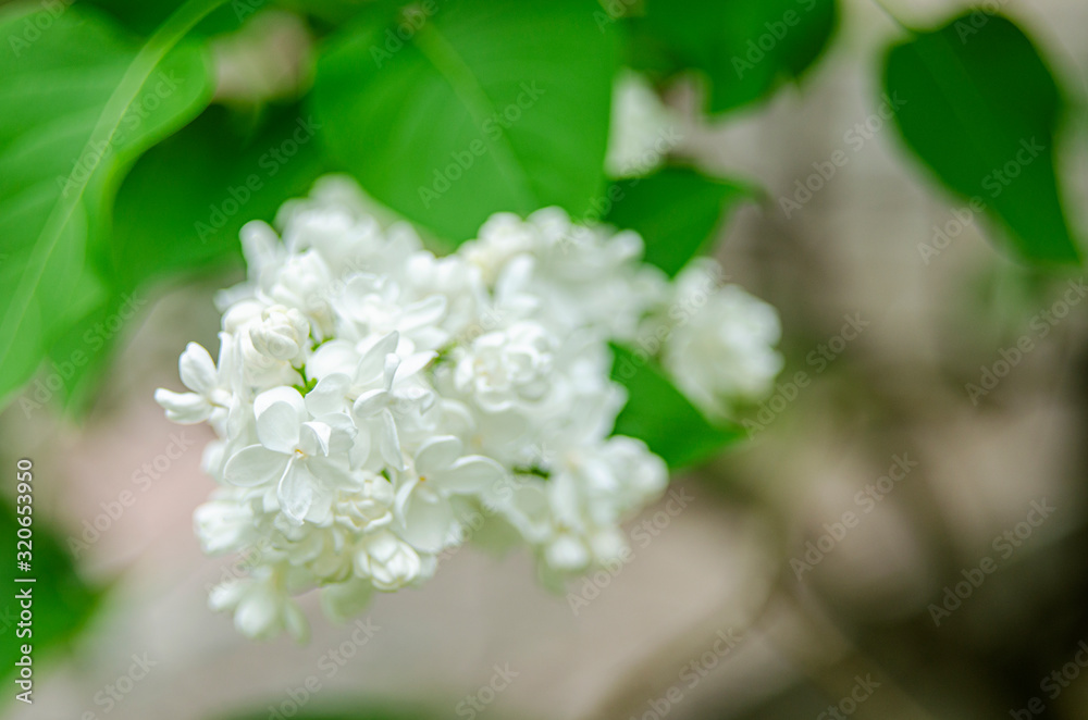 Lilac blossom flowers spring view. Spring lilac flowers. Lilac blooms. A beautiful bunch of lilac Lilac blossom flowers spring view. Spring lilac flowers. Lilac blooms. A beautiful bunch of lilac