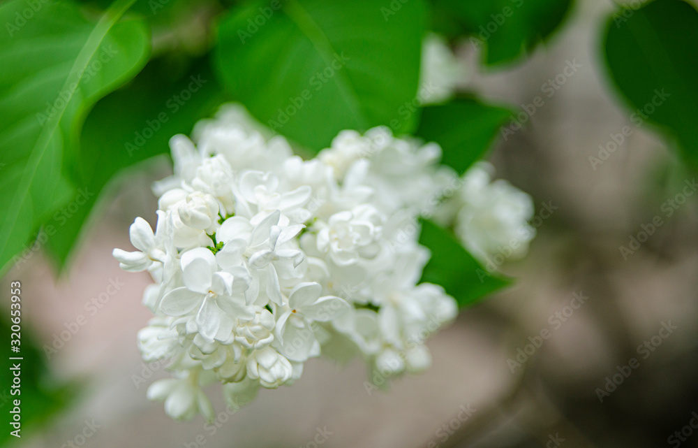 Lilac blossom flowers spring view. Spring lilac flowers. Lilac blooms. A beautiful bunch of lilac Lilac blossom flowers spring view. Spring lilac flowers. Lilac blooms. A beautiful bunch of lilac