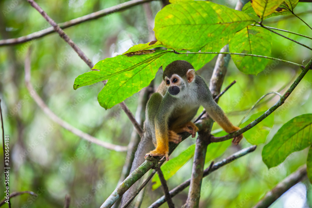 Capuchin monkey on the branches of a tree Capuchin monkey on the branches of a tree
