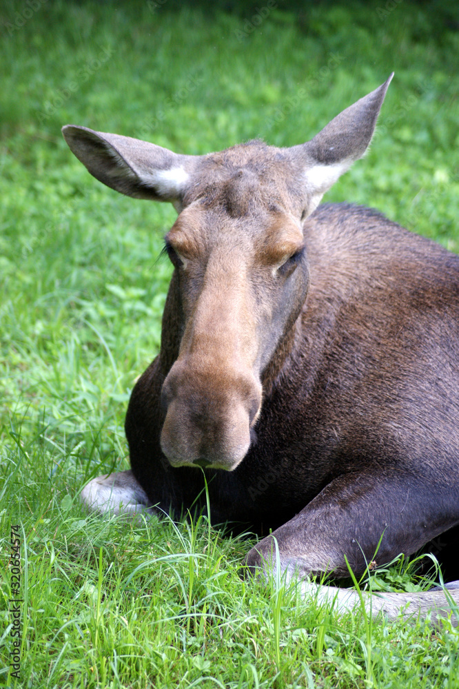 Fototapeta premium Female elk lying in a meadow