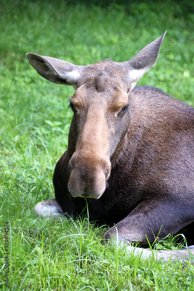 Female elk lying in a meadow