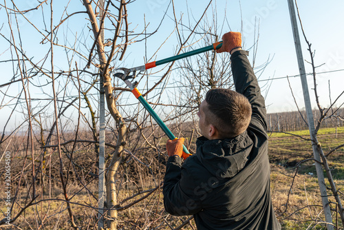 Waist up portrait of young man in black jacket pruning apricot brunches with the pruner in his fruit garden during sunny day, winter, autumn time