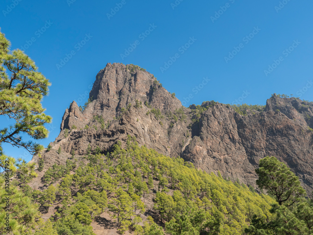 Volcanic landscape and lush pine tree forest, pinus canariensis view from Mirador de la Cumbrecita viewpoint at national park Caldera de Taburiente, volcanic crater in La Palma, Canary Islands, Spain