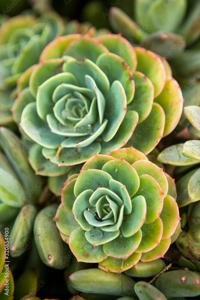 Portrait of a Sempervivum succulents in a California garden. Portrait of a Sempervivum succulents in a California garden.