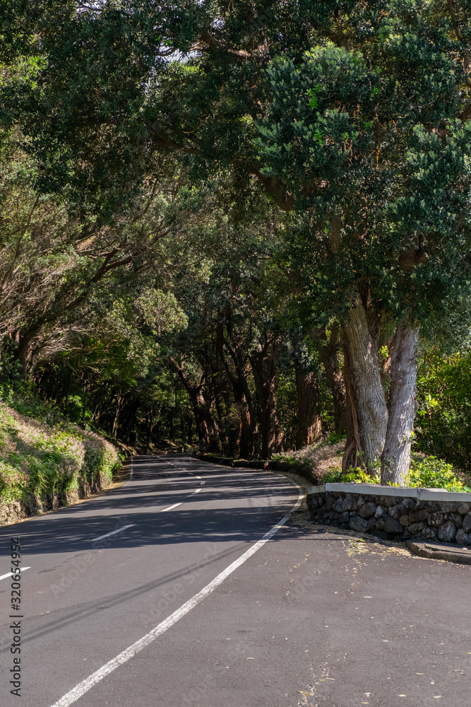 Country road fringed with trees in Terceira, Azores, Portugal