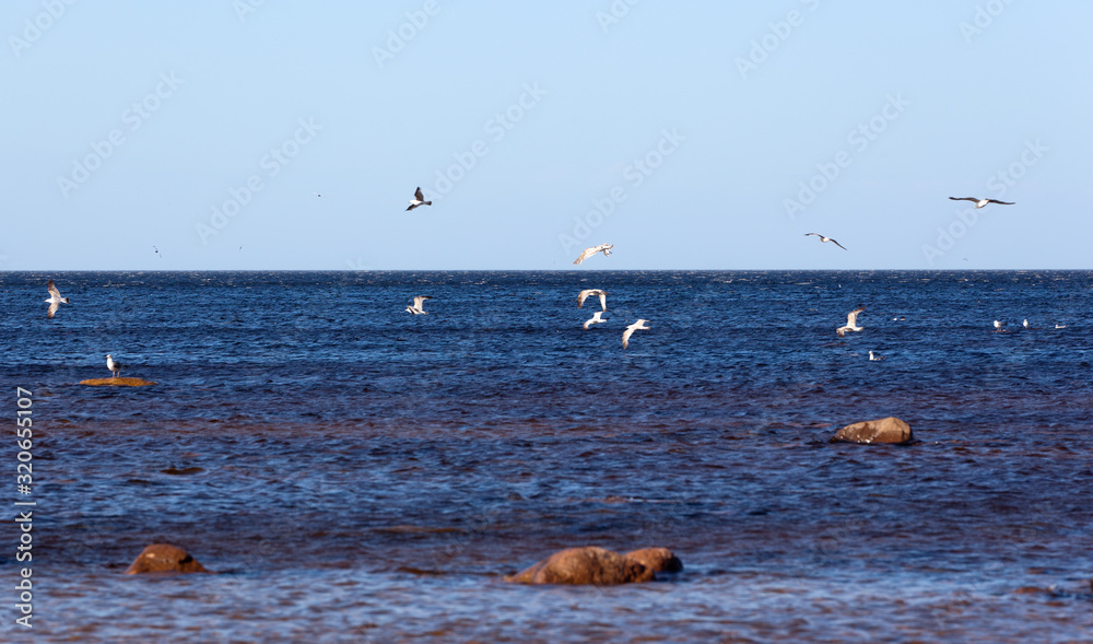 Seagulls flying over the Baltic Sea