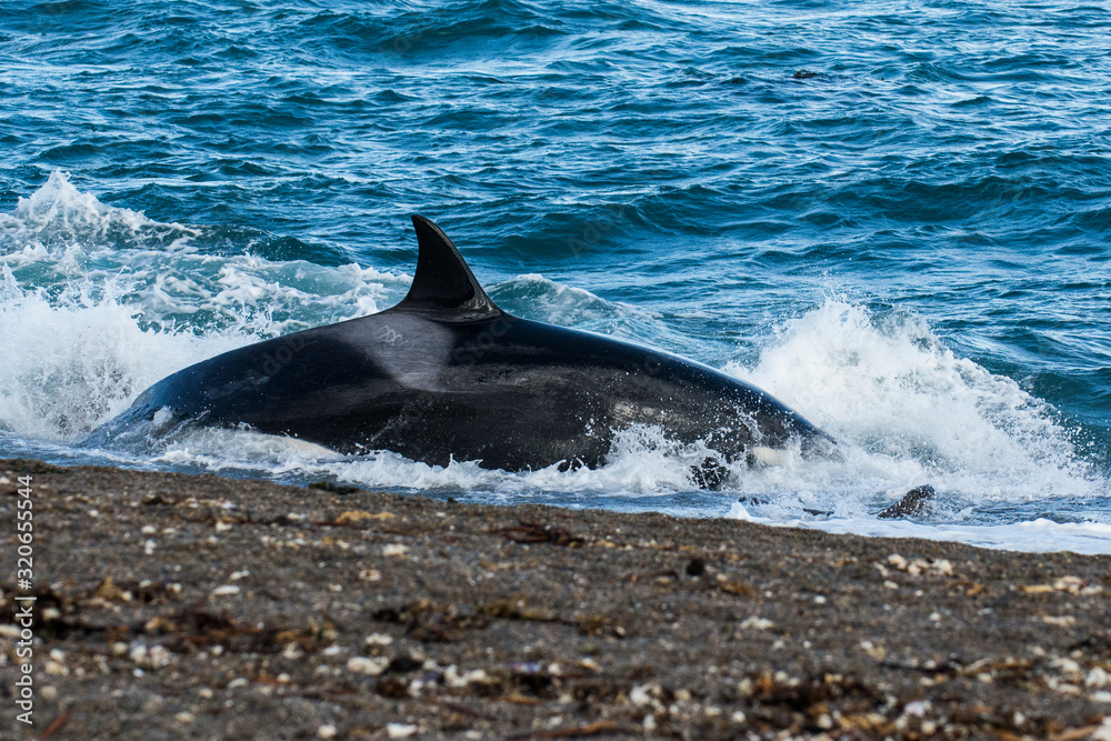 Fototapeta premium Killer whale hunting on the paragonian coast, Patagonia, Argentina