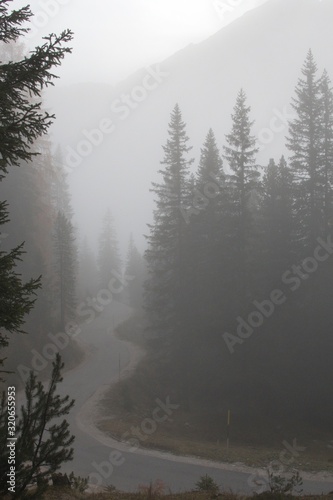 trees and roads in the fog © tatiana