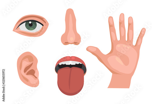 5 sensory organs. feelings sense- eyes vision, nose smell, tongue taste buds, skin touch, hearing ears . isolated vector illustration set