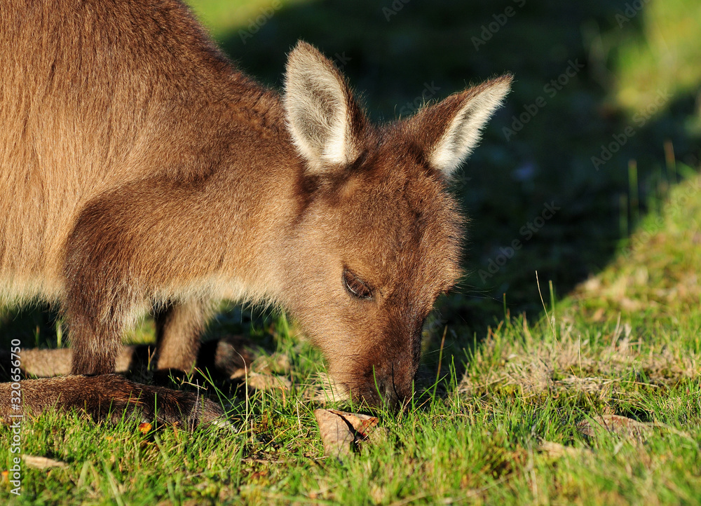 Kangaroo Eating Grass In The Meadow Casting A Shadow Kangaroo Island SA Australia Kangaroo Eating Grass In The Meadow Casting A Shadow Kangaroo Island SA Australia