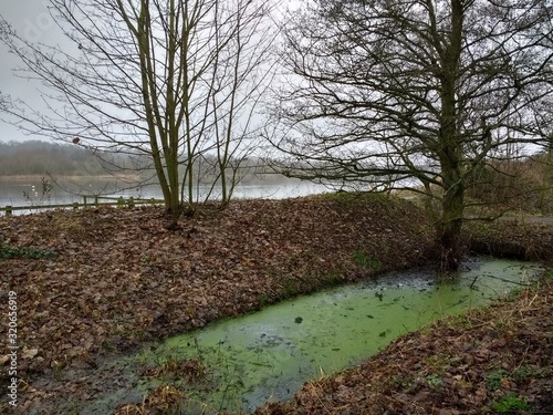 Beautiful landscape of tranquil Norfolk Broad water in East Anglia England with bright green algae weed in pond in front of main lake and trees and wood chip mulch on forest floor ground on holiday  photo