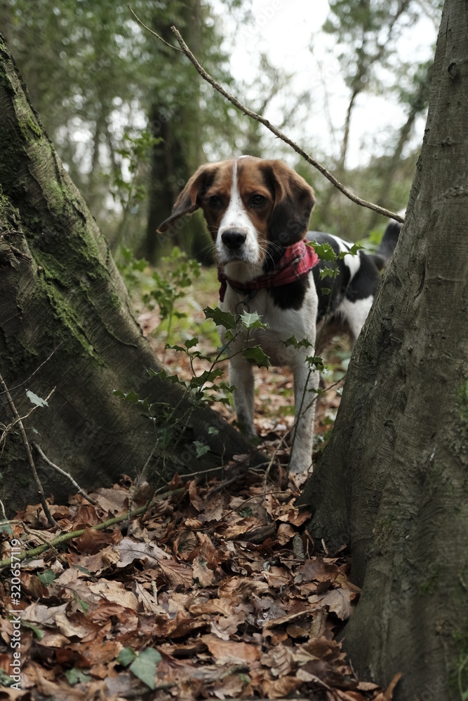 Cute beagle hunting dog in the woods 
