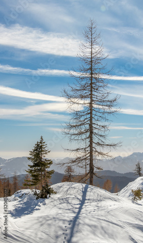 Larch tree on a beautiful clear day, winter in mountains