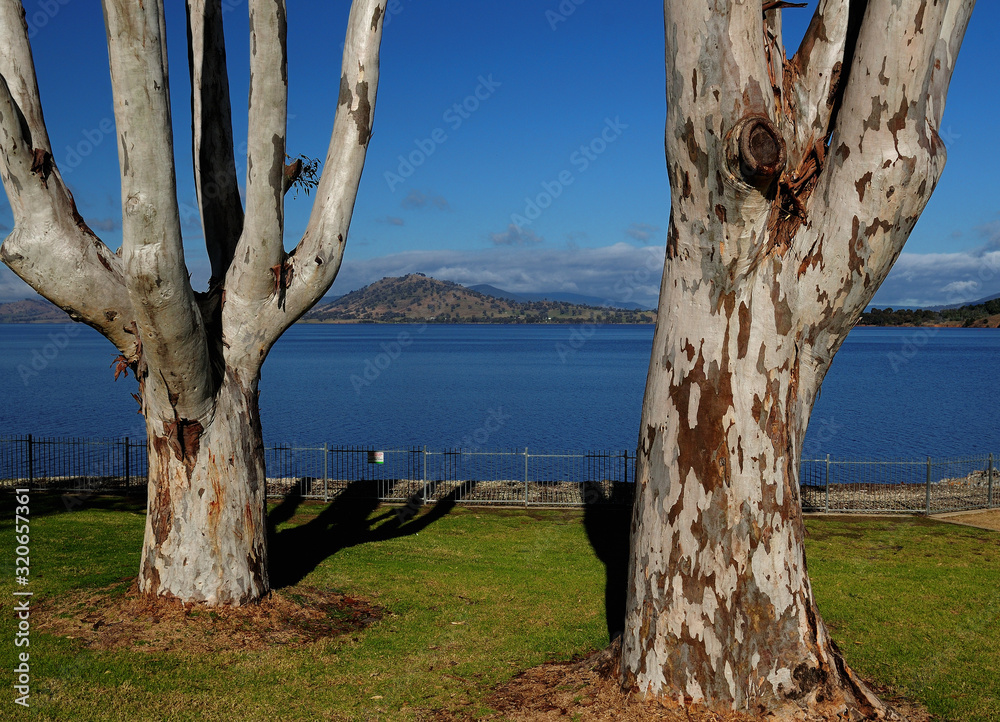 Picturesque Pair Of Trees On The Shore Of Lake Hume NSW Australia