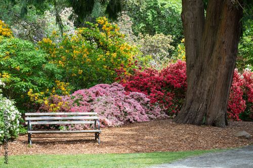 Photo Inviting Bench Surrounded By Colorful Azalea and Rhododendron Bushes