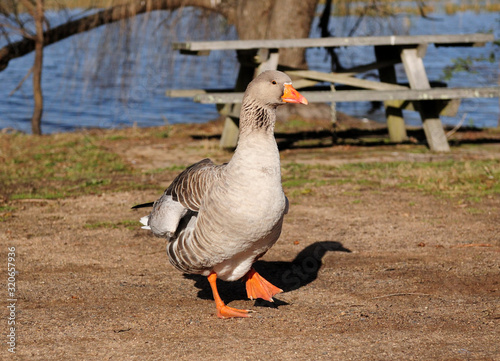 Waddling Goose At Dangars Lagoon NSW Australia photo