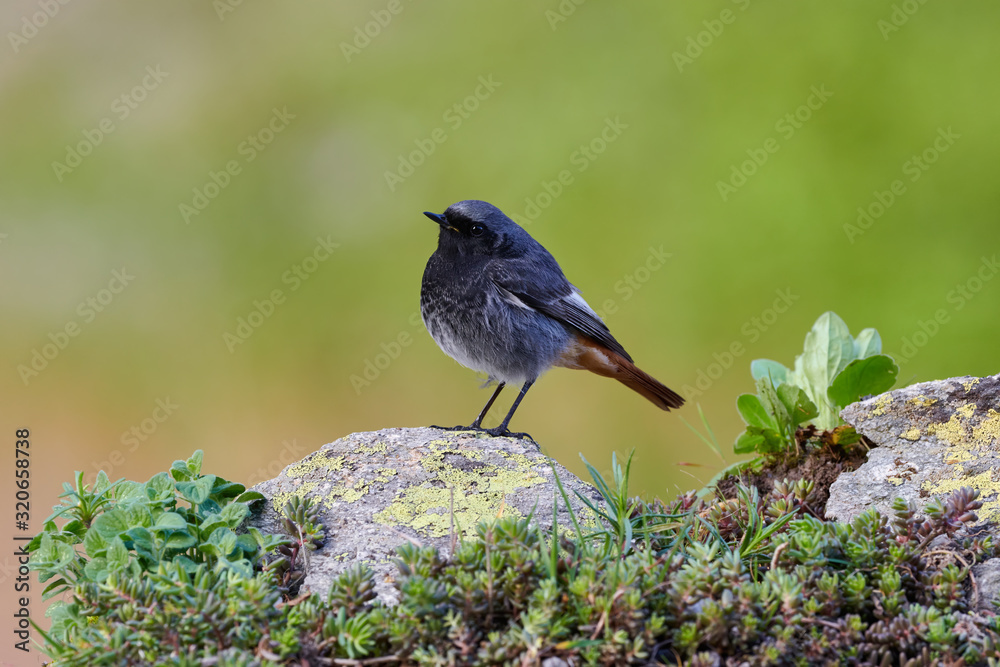 Obraz premium Small bird on a rock