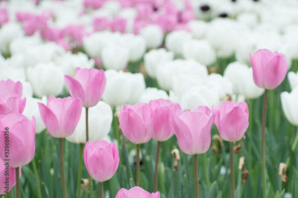 Light pink tulips in a mix with white tulips in a flowerbed