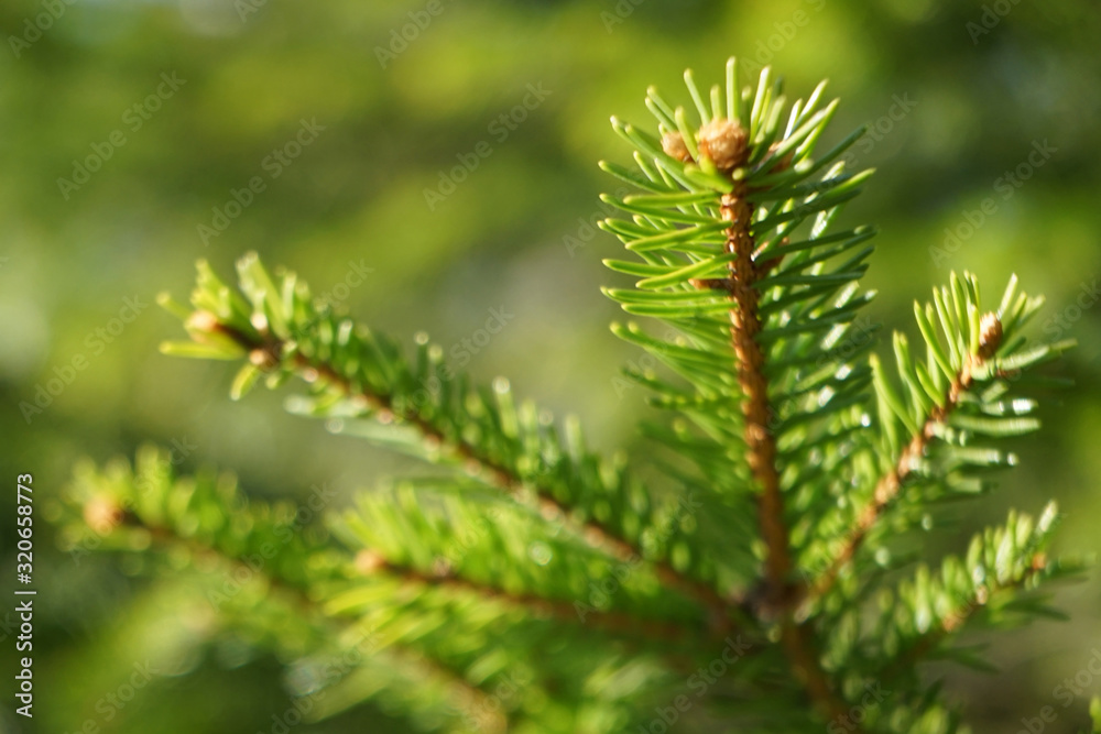 Young shoots of fir tree in the spring forest. Young shoots of fir tree in the spring forest.