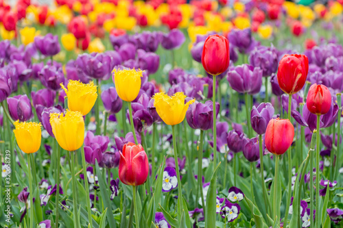 Yellow Crispa Tulips and Red Tulips with Purple Triumph Tulips on a beautiful background