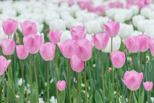 Light pink tulips in a mix with white tulips in a flowerbed © fogaas
