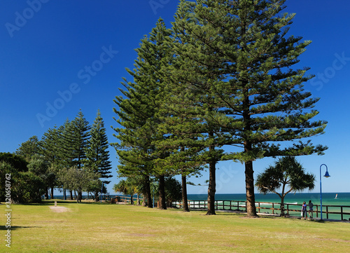 Conifers Aka Monkey-Puzzle Trees At Sunshine Coast Queensland Australia