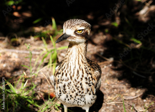 Close Up Of A Bush Stone Curlew Bird On Tropical Great Keppel Island Queensland Australia
