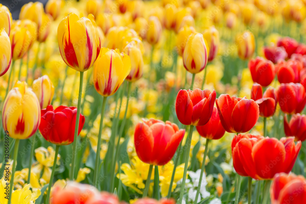 Fototapeta premium Half yellow, half red - Yellow Tulips with Red Tulips in a flowerbed