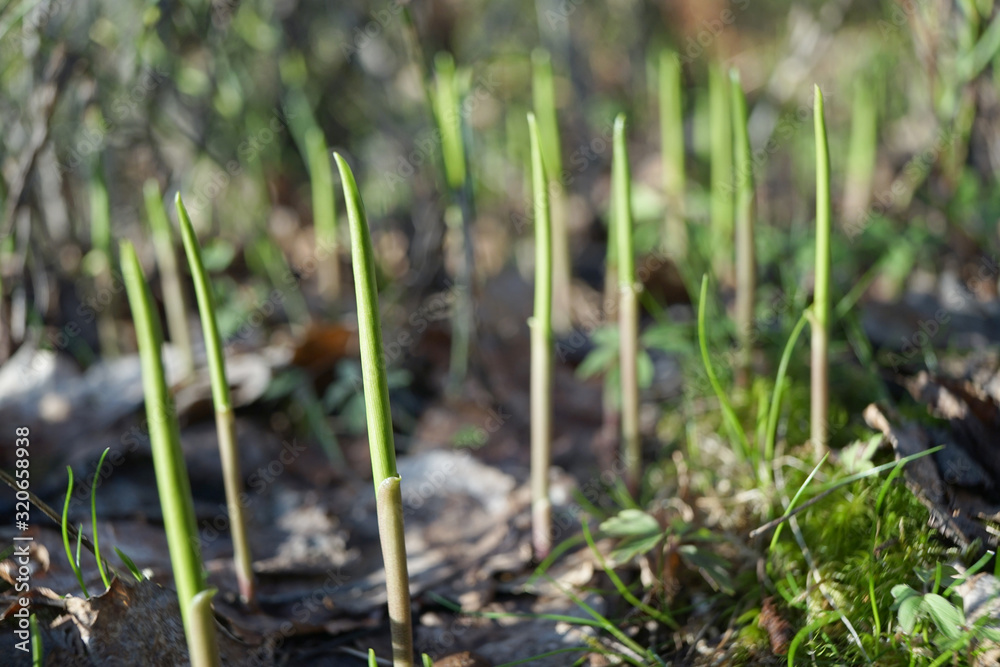 Lilies of the valley stems, spring. Lilies of the valley stems, spring.