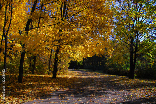Nice sunny day golden autumn forest park landscape 