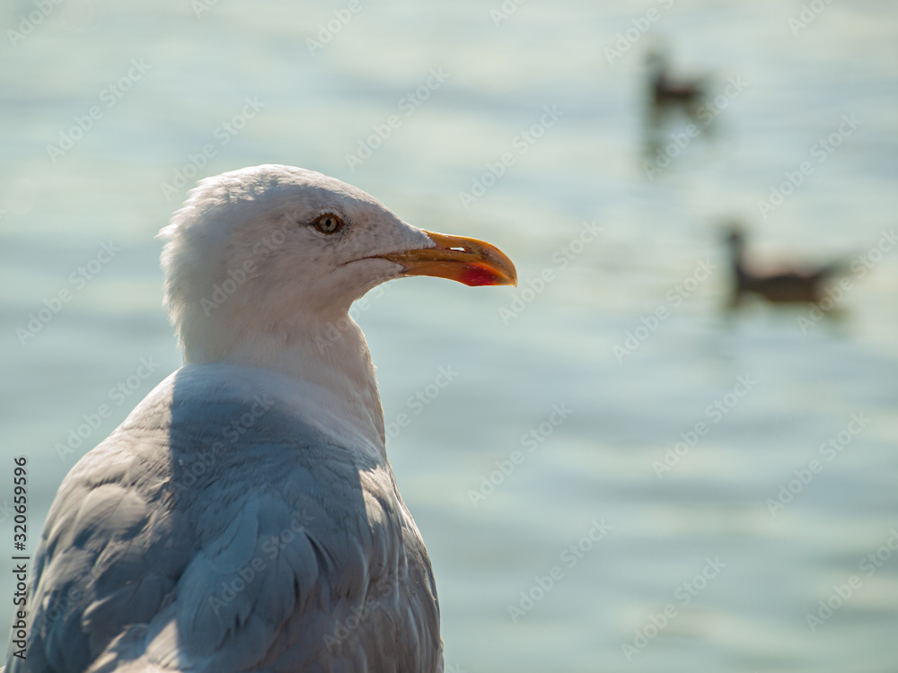 Close up of seagull in with water in background Close up of seagull in with water in background