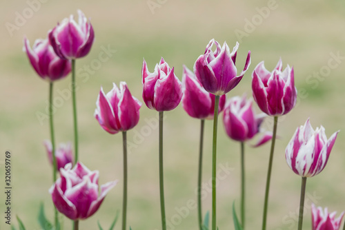 Tulip Gavota, has deep maroon color beautifully edged with shades of creamy yellow