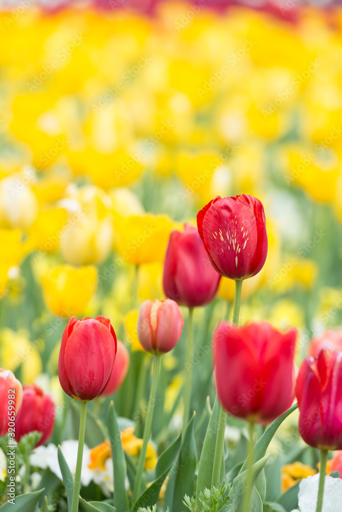 Striped red tulip with long-lasting red tulips in a yellow blurry flower background - beauty of nature - horizontal version Striped red tulip with long-lasting red tulips in a yellow blurry flower background - beauty of nature - horizontal version