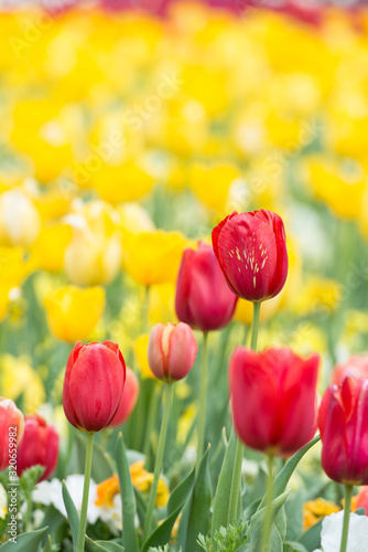 Striped red tulip with long-lasting red tulips in a yellow blurry flower background - beauty of nature - horizontal version