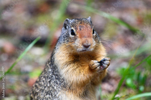 Squirrel eating nut: Cute Columbian Ground squirrel eating in the Canadian Rockies / Jasper / Alberta  photo