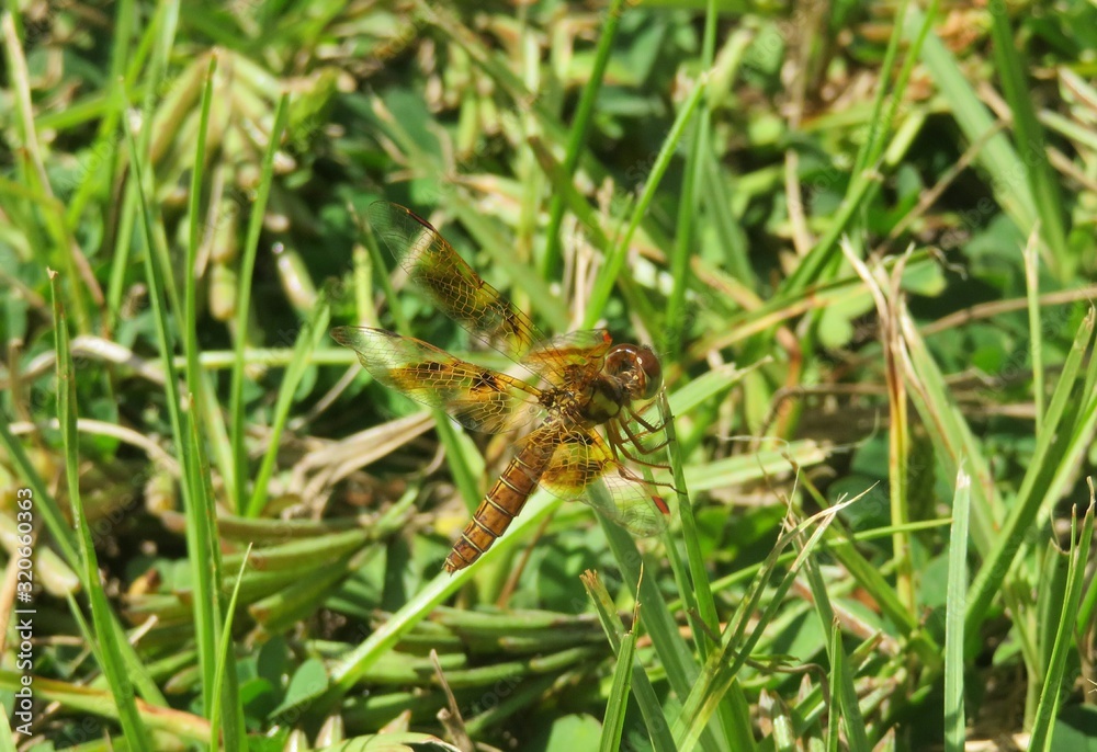 Halloween Pennant dragonfly (Celithemis eponina) in Florida wild Halloween Pennant dragonfly (Celithemis eponina) in Florida wild