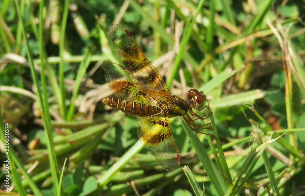 Halloween Pennant dragonfly (Celithemis eponina) in Florida wild Halloween Pennant dragonfly (Celithemis eponina) in Florida wild