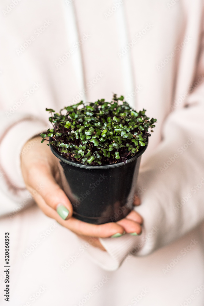 Grow sprouts of micro greens for a healthy salad. Eat right, stick to the concept of a young and modern kitchen. Ecofrendli and superfood. Raw food Grow sprouts of micro greens for a healthy salad. Eat right, stick to the concept of a young and modern kitchen. Ecofrendli and superfood. Raw food