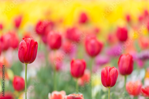 Long-lasting red tulips in a flowerbed - in a yellow blurry flower background