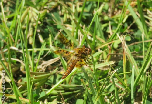 Halloween Pennant dragonfly (Celithemis eponina) in Florida wild © natalya2015