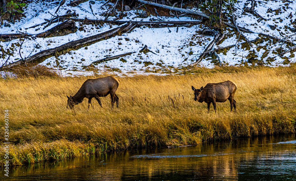 Fototapeta premium PAIR OF ELK ALONG MADISON RIVER, Yellowstone National Park.