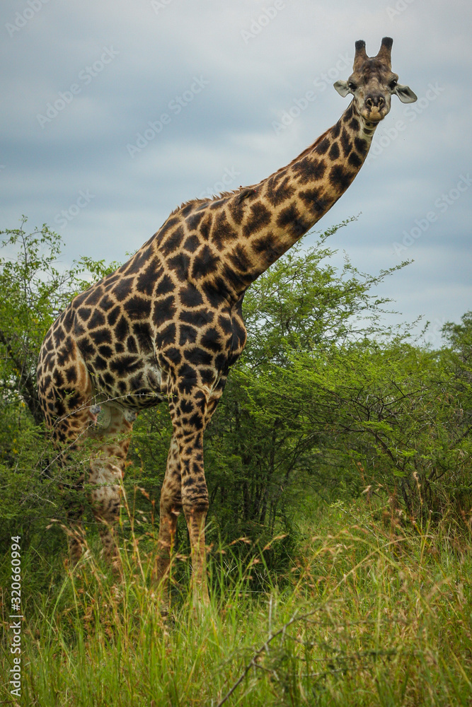 An african giraffe just coming out from the bush to inspect onlookers. An african giraffe just coming out from the bush to inspect onlookers.