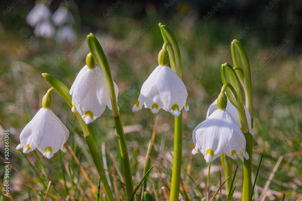 Frühlingsblüher Märzenbecher: Die Pflanze steht unter Naturschutz. Frühlingsblüher Märzenbecher: Die Pflanze steht unter Naturschutz.