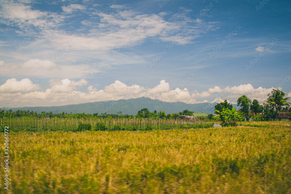 People harvesting rice on the rice field on Indonesian island of Java on a sunny day with tropical background.
