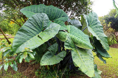 Yam clump with giant dark green leaves. Edible root (Colocasia cientific name). photo