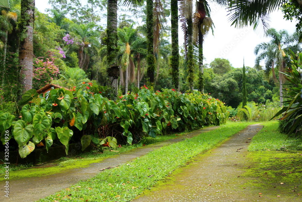 Garden with palm trees, flowers and vegetation. Grass and a cement pathway. A forest in the background.