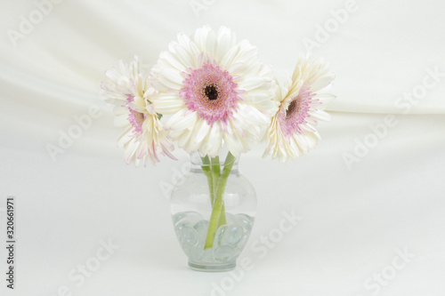 White Gerber daisy floral arrangement in a clear vase isolated on an elegant white fabric drapped background