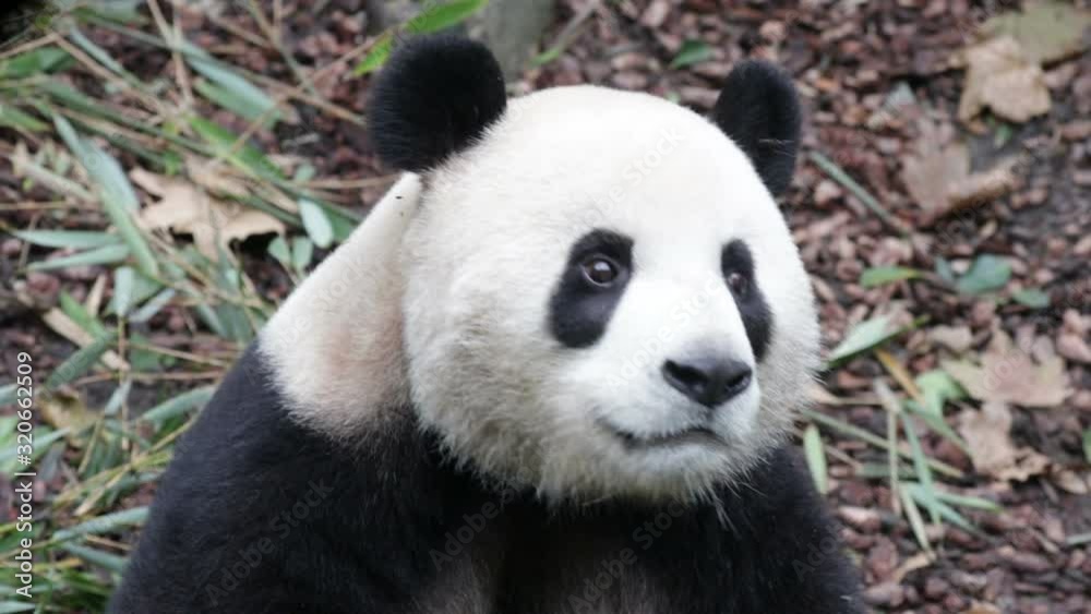 Funny Panda, Da Ni, Panda Valley, China Funny Panda, Da Ni, Panda Valley, China