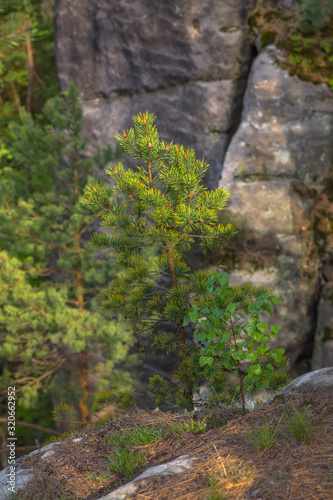 A young pine tree grows on the edge of a cliff